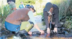  ?? Photo / Supplied ?? Staff hold baffles in place to determine where they’re best to go in Gordon Kear Forest.