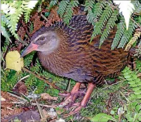  ?? FAIRFAX NZ ?? Weka are curious, but if one gets into your home while you’re away, there could be a lot of carpet damage.