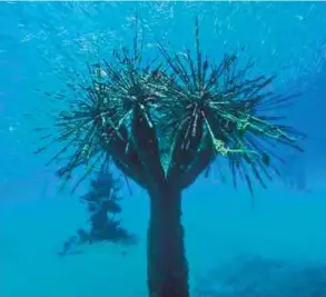  ??  ?? Underwater Museum. Photo: Museo Atlantico ( Mick O’Reilly )