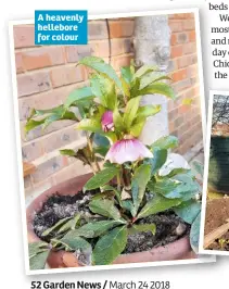  ??  ?? A heavenly hellebore for colour