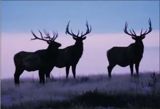  ?? Calgary Herald/files ?? Officials at CFB Suffield say they have been told the base is home to the largest elk herd in the province. The province is allowing hunters onto the base for the first time this fall in an effort to manage the herd.