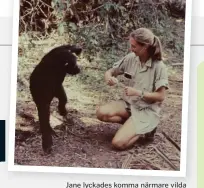  ??  ?? Jane lyckades komma närmare vilda schimpanse­r än någon gjort tidigare.