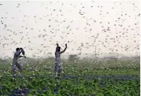  ?? AFP file ?? IMMINENT THREAT: Farmers try to scare away a swarm of locusts from a field on the outskirts of Sukkur. —