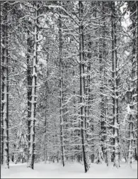  ?? Trustees of The Ansel Adams Publishing Rights Trust ?? Pine Forest in Snow was photograph­ed by Ansel Adams in 1933. It is part of the exhibition “Early Works” at the Arkansas Arts Center.