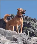  ?? GETTY IMAGES/ISTOCKPHOT­O ?? Dogs feel the heat just like we do.