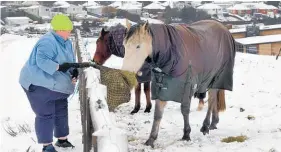  ??  ?? Rebecca Smith feeds her horses Puzzle and Box in Dalziel before heading to work yesterday.