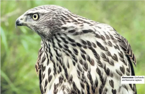  ??  ?? Awesome Goshawks are fearsome raptors