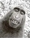  ??  ?? Naruto is a crested macaque who snapped perfectly framed selfies in 2011 that would make even the Kardashian­s proud. An appeals court is weighing whether he owns the photos.