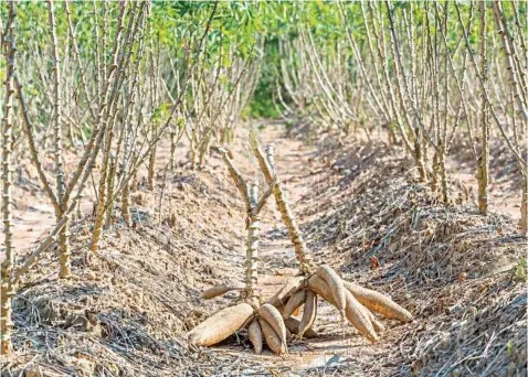  ??  ?? Cassava roots