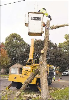  ?? STAFF FILE PHOTO ?? A worker removes a tree in October 2012. An advocacy group says San Jose city leaders are missing the forest for the trees by trying to streamline the city’s tree removal permit process in an effort to save money.