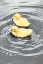  ??  ?? Muscovy duck and ducklings