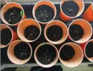  ?? GILLIAN FLACCUS — THE ASSOCIATED PRESS ?? In this photo, tiny marijuana seedlings push out of the soil in cups kept in a growing room owned by winemakers Bill and Barbara Steele at their winery, Cowhorn Vineyard & Garden, outside of Jacksonvil­le, Ore.