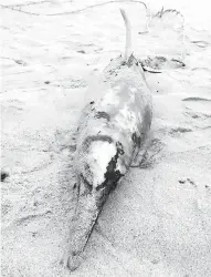  ?? — Gambar Bernama ?? BANGKAI: Gambar bangkai ikan lumba-lumba yang dirakam orang awam terdampar di Pantai Tanjung Gelam dekat Kuala Nerus, semalam.