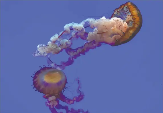  ?? PHOTOS: BARBARA TAYLOR ?? It’s fascinatin­g to watch Pacific sea nettles as they gracefully shift shapes in a large, beautifull­y lit tank at Ripley’s Aquarium in Toronto.