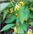  ?? PHOTO BY PAMELA BAXTER ?? Forsythia blooming in October.