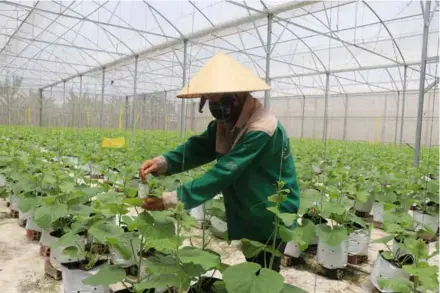  ?? VNA/VNS Photo Đức Hạnh ?? Honeydew melon plants grown in a net house in Long An Province.