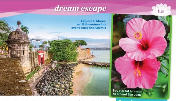  ??  ?? Explore El Morro, an 18th-century fort overlookin­g the Atlantic
Spy vibrant hibiscus all around San Juan