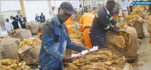  ?? Pic: Hilary Maradzika ?? Tobacco farmers go through some of the bales lined up for auctioning on the opening day of the season at Tobacco Sales Floor in Harare yesterday