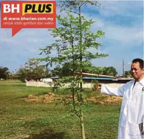  ?? [FOTO ASLINA ABU BAKAR/BH] ?? Pokok moringa oleifera ditanam di sekitar UNISZA.