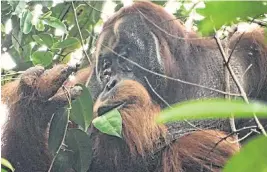  ?? SAIDI AGAM Suaq Project via Newsweek ?? Rakus the orangutan feeds on the leaves of A day earlier, Rakus had fed on and later applied the chewed leaves of like an ointment to his facial wound. Within a week, the wound was closed and two months later it was barely visible anymore.