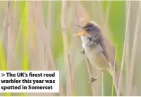  ??  ?? > The UK’s firest reed warbler this year was spotted in Somerset