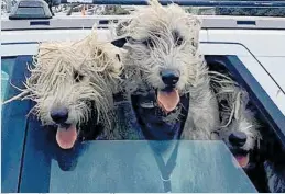  ??  ?? Three wolfhounds on a roadie.