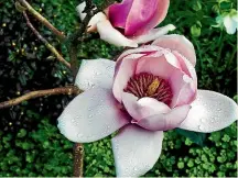  ??  ?? Clockwise from top left: The early blooming magnolias ‘The Geisha’ and ‘Forrest’s Pink’, Rhododendr­on ‘Seta’ and ‘Perfume Princess’ daphne.