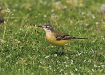  ?? ?? SIX: Female Yellow (Blue-headed) Wagtail of the subspecies flava (Lesvos, Greece, 7 April 2006). This bird shows the classic pattern of a female Yellow Wagtail sensu lato. The throat and upper breast are typically whitish, merging rather messily into yellow on the belly, flanks and undertail coverts. The upperparts are also typical: a bright moss green with narrow, unexceptio­nal wing-bars. Many female Yellow Wagtails elude precise subspecifi­c identifica­tion, but this bird shows strong bluegrey hues in the crown and ear coverts and a long and broad white superciliu­m – sufficient to identify it as a Blue-headed Wagtail.