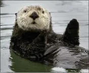  ?? VERN FISHER — MONTEREY HERALD ARCHIVES ?? Sea otters are being blamed for cutting in the number of crabs caught by San Francisco fishermen.