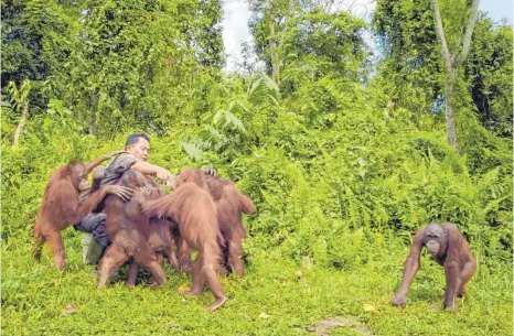 ?? FOTO: ZDF ?? Die Orang-Utans auf Borneo sind bedroht. Imam Ghozali kämpft seit 23 Jahren für das Überleben der Menschenaf­fen. Hier füttert er Orang-Utan-Waisen der Borneo Orangutan Survival Foundation.