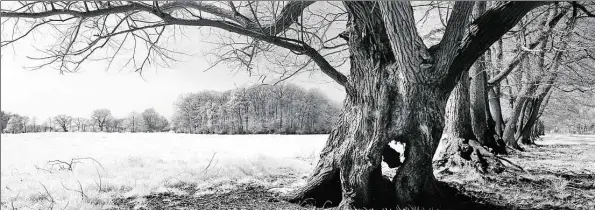  ?? BI7D: ERNST ADO7F STÖCKMANN ?? Das Ammerland im Winter? Nein, diese Infrarotfo­tografie aus Rostrup ist im Frühjahr entstanden.