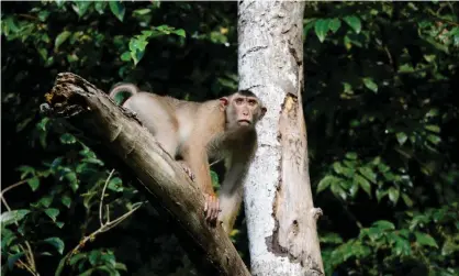  ??  ?? Southern pig-tailed macaques are listed as vulnerable and regularly shot on palm oil plantation­s, but new research shows they may act as natural pest control against rats. Photograph: Genevieve Vallee/Alamy Stock Photo