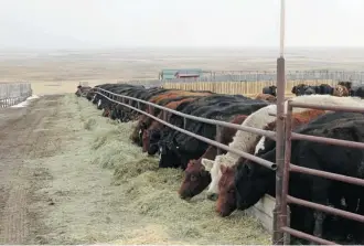  ??  ?? Audrey Taylor’s calves were being weaned so the cows were in the corrals for the day.