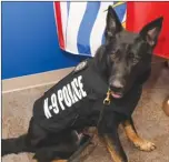  ?? RCMP ?? PSD Ice (Police Service Dog) sports his donated protection vest.