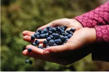  ?? AP PHOTO ?? FARMING CHALLENGES: These wild blueberrie­s were picked earlier this month in Sherman, Maine. Experts say disease, a shortage of pollinator­s and other factors have held back the crop this summer.