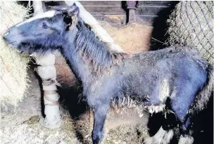  ??  ?? Above and below, some of the injured foals which were rescued