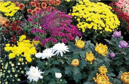  ?? PHOTOS: MIKE WELLS ?? LEFT: These florists’ chrysanthe­mums are one of the best air-cleaning plants for their size. BOTTOM LEFT: Not only does the peace lily (Spathiphyl­lum varieties) filter at least 5 different volatile organic chemicals from indoor spaces, they also look...