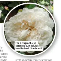  ??  ?? For a fragrant, eyecatchin­g climber, it’s hard to beat ‘Sombreuil’