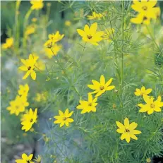  ?? THERESA FORTE/SPECIAL TO THE STANDARD ?? Coreopsis verticilla­ta Golden Gain is a self-sufficient perennial with ferny leaves and wiry stems; give it a sunny, well-drained spot and it will come back year after year.