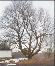  ?? H John Voorhees III / Hearst Connecticu­t Media ?? A Norway Maple behind the Ridgefield Guild of Artists has been determined to be the largest in the state.