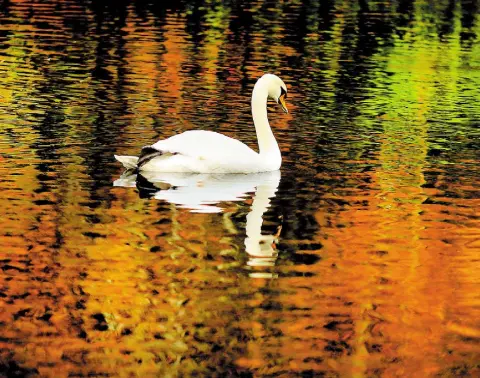  ?? Photo: Gerry Mooney ?? MIRROR IMAGE: A swan makes its way through the colourful reflection­s in St Stephen’s Green in Dublin.