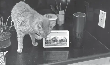  ?? JEFFERSON GRAHAM/USA TODAY ?? How small is the Google Home Hub? So tiny that the Amazon Echo dwarfs it, and Mr. Jinx the cat towers over it.