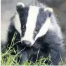  ??  ?? TARGET Badgers are at risk