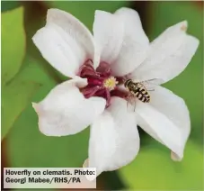  ?? ?? Hoverfly on clematis. Photo: Georgi Mabee/RHS/PA