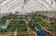  ?? JENNIFER BAIN, TORONTO STAR ?? The Inuvik Community Greenhouse.