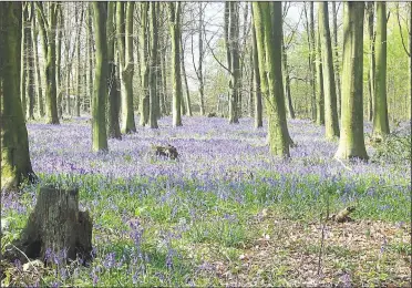  ??  ?? Kings Wood near Challock is one of Ashford’s best known green areas