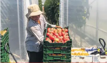  ?? ?? Les acteurs du milieu agricole ne s’opposent pas à la mobilité des travailleu­rs étrangers temporaire­s, mais préférerai­ent qu’ils restent au moins dans leur secteur.