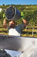  ??  ?? Left: harvesting Blaufränki­sch grapes in the vineyard of Weingut Krutzler in Südburgenl­and