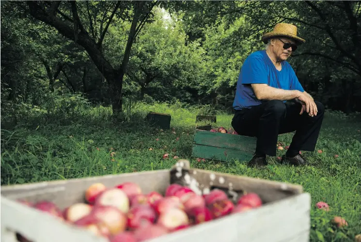  ?? PHOTOS: TYLER ANDERSON / NATIONAL POST ?? Gerd Skof is the current owner of the site where the McIntosh apple was discovered in 1811. “I am not interested in opening the place to the public,” he says of the orchard.