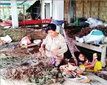  ?? FN ?? A woman dries plants to sell to a broker for use in traditiona­l medicines in Kampong Chhnang province.